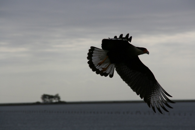 Adler im Flug